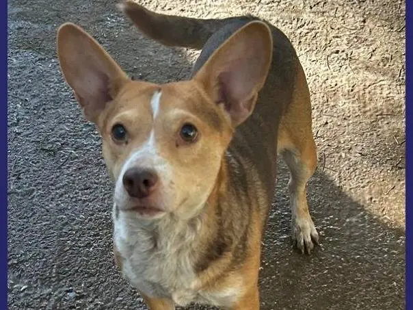 Adozione cane, femmina, Razza sconosciuta Razza sconosciuta, 5 anni e 7 mesi, taglia piccola, Caserta