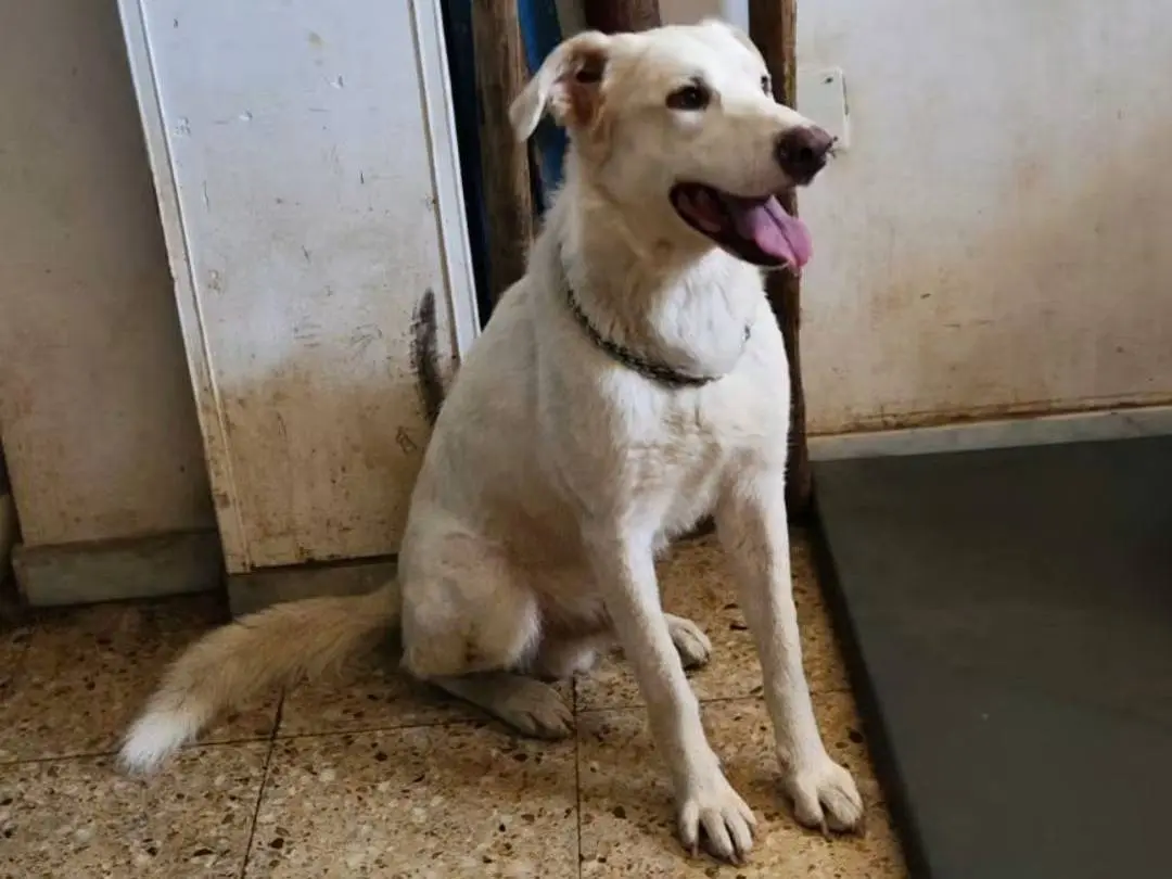 Vuoi adottare un cane a Cosenza?