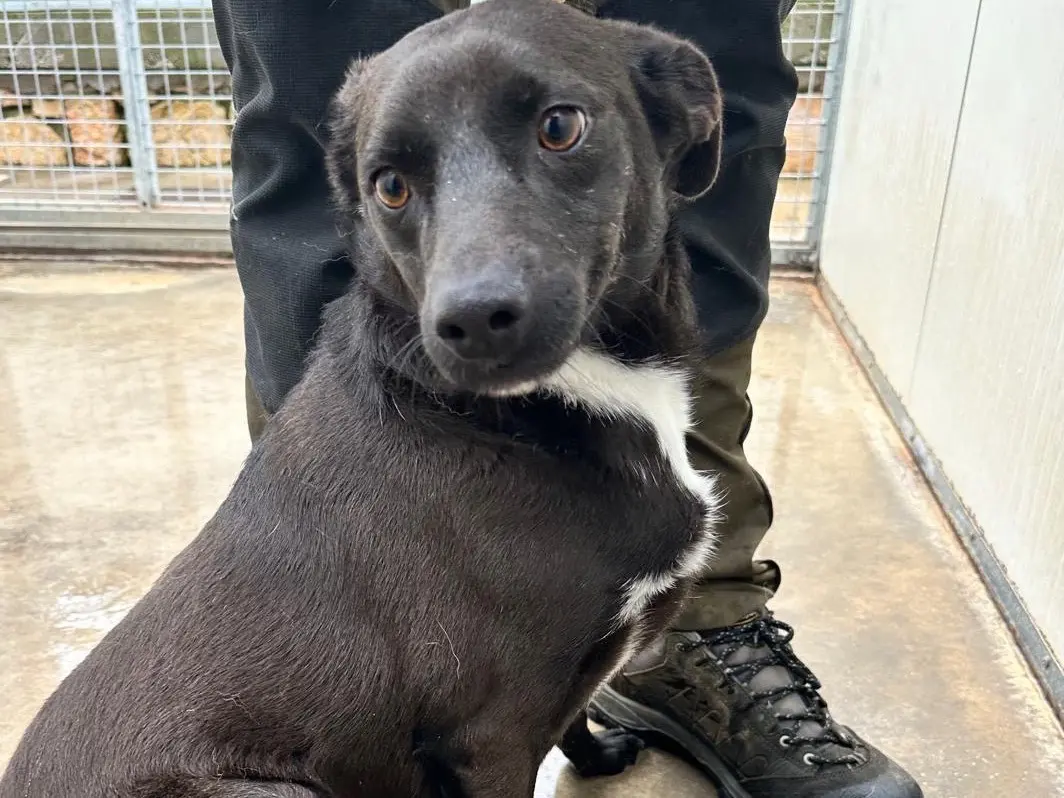 Adozione cane, maschio, Razza sconosciuta Razza sconosciuta, 2 anni e 6 mesi, taglia media contenuta, Latina