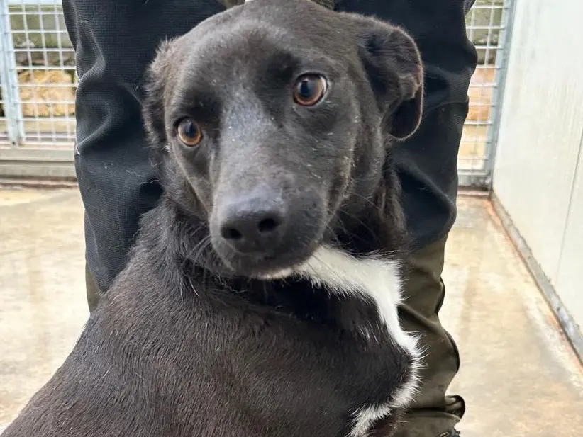 Adotta un cane, maschio, 2 anni e 6 mesi, Latina