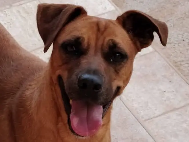 Adotta un cane, taglia media, femmina, Padova