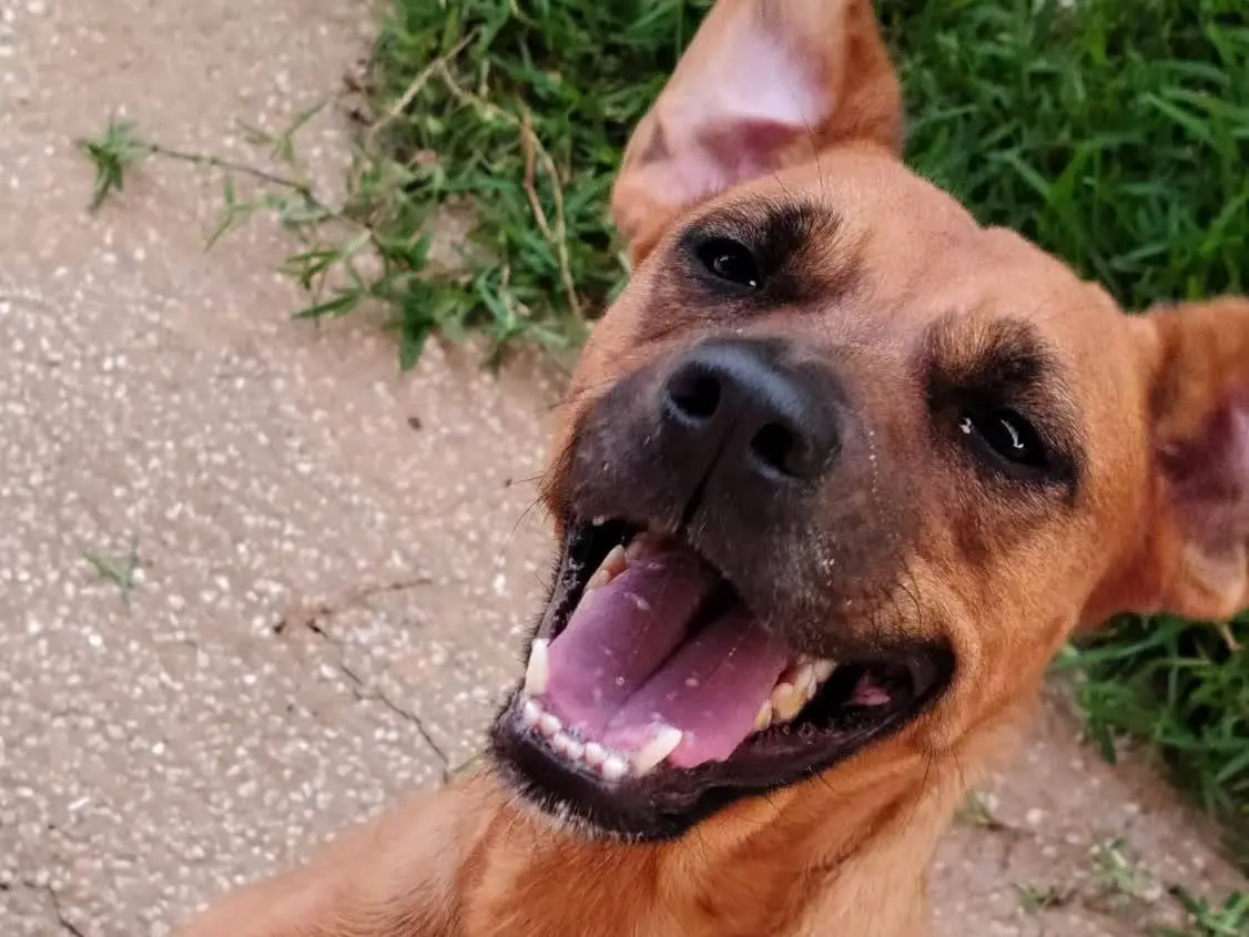 Adotta un cane, femmina, 1 anno e 9 mesi, Padova