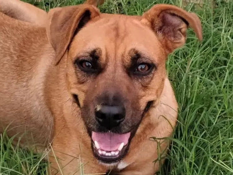 Adozione cane, femmina, Amstaff Razza sconosciuta, 1 anno e 9 mesi, taglia media, Padova