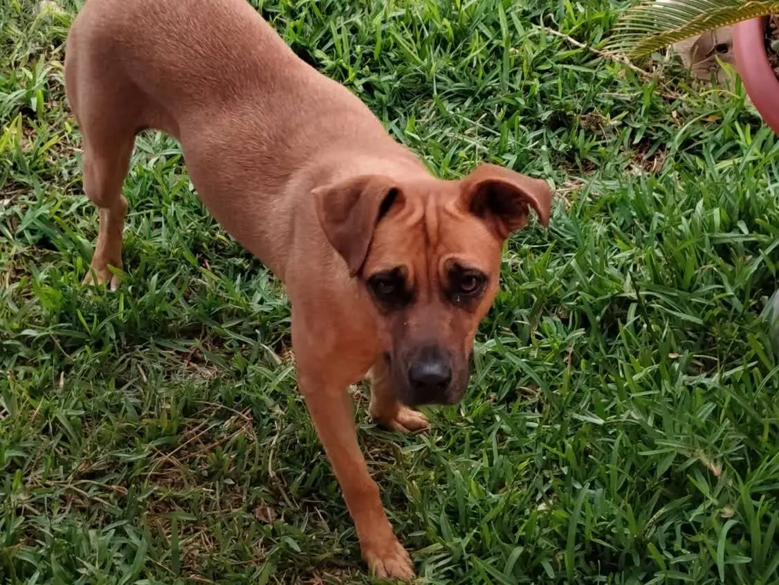 Vuoi adottare un cane a Padova?