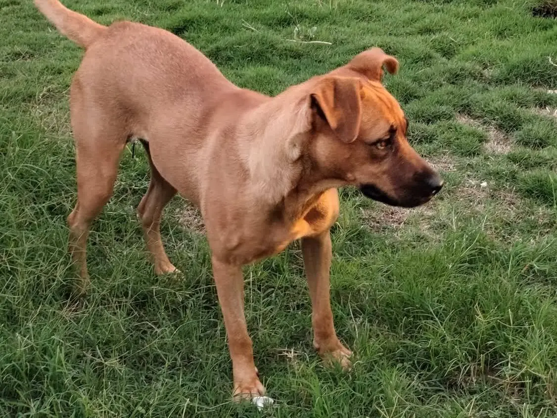 Adotta il cane LUNA a Padova
