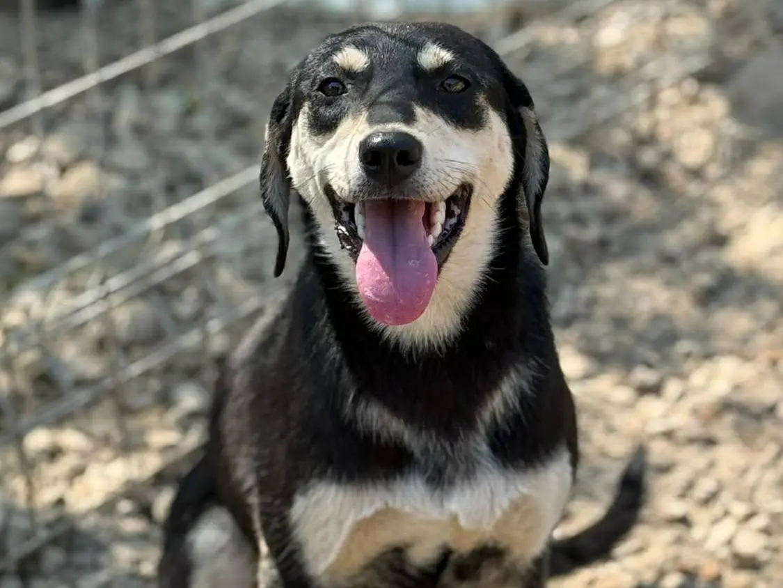 Adozione cane, femmina, Razza sconosciuta Razza sconosciuta, 1 anno e 1 mese, taglia media, Firenze