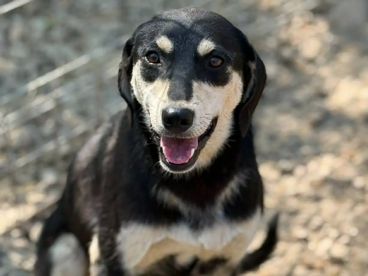 Adotta un cane, taglia media, femmina, Firenze