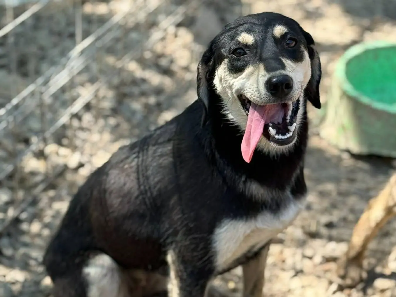 Adotta un cane, femmina, 1 anno e 1 mese, Firenze