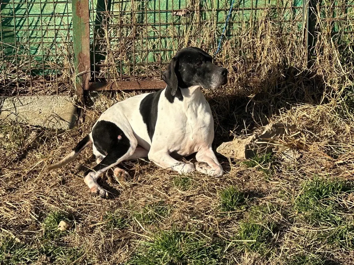 Vuoi adottare un cane a Milano?
