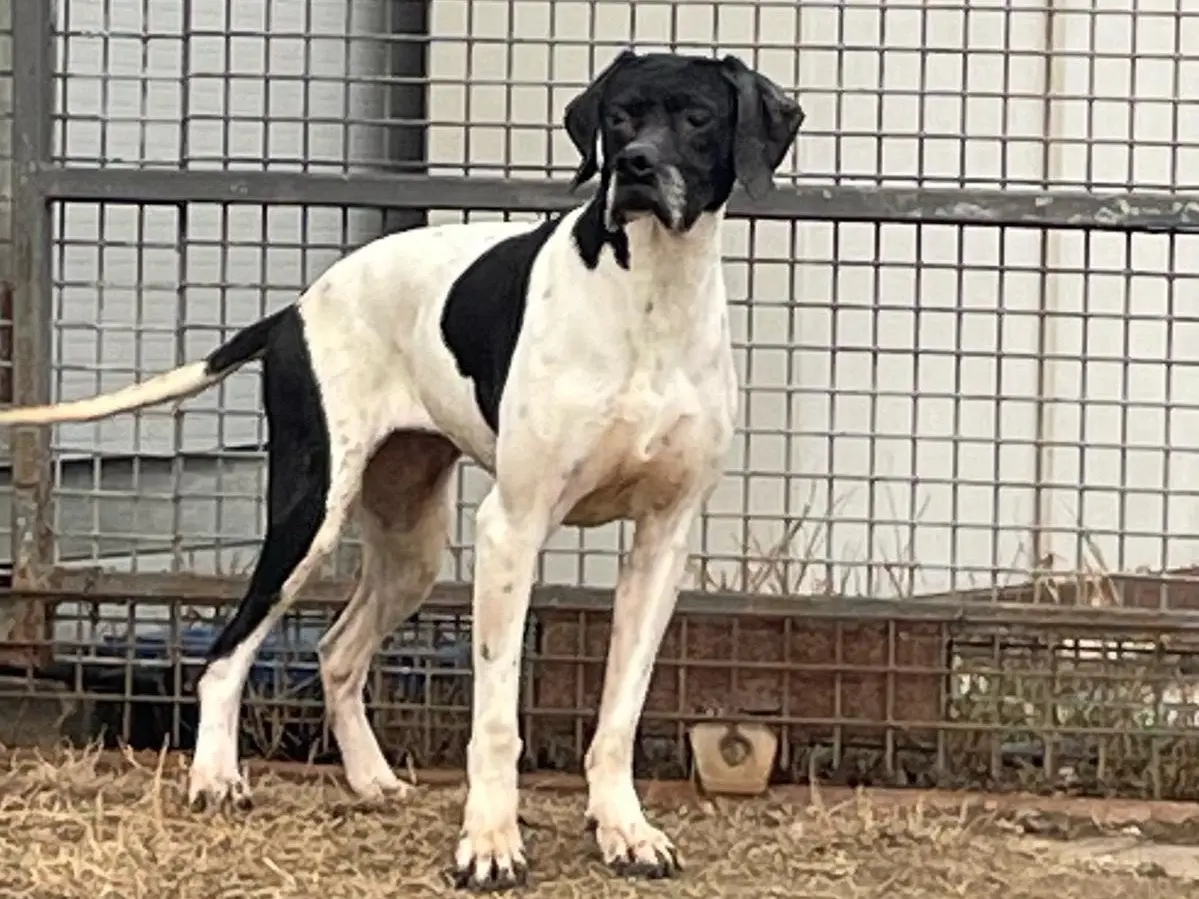 Adotta il cane Frida a Milano