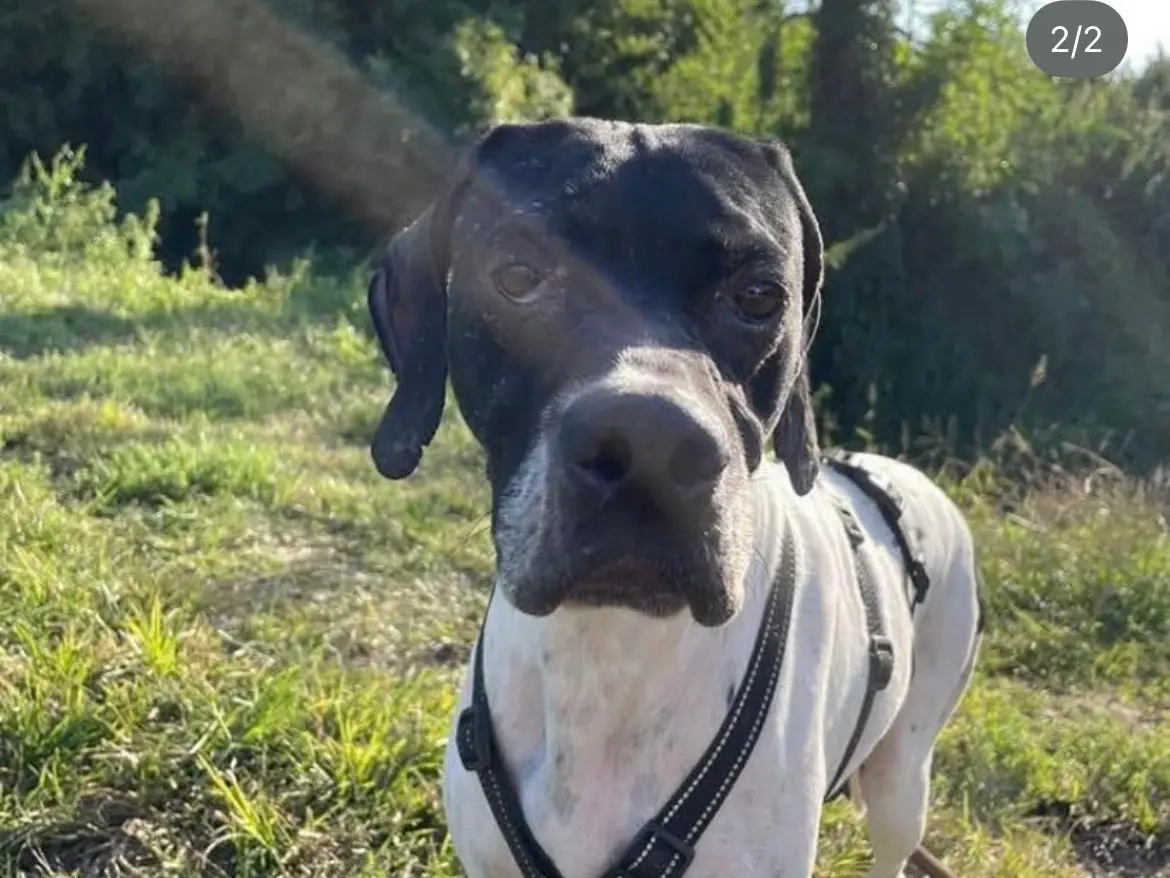 Adotta un cane, femmina, 5 anni e 9 mesi, Milano