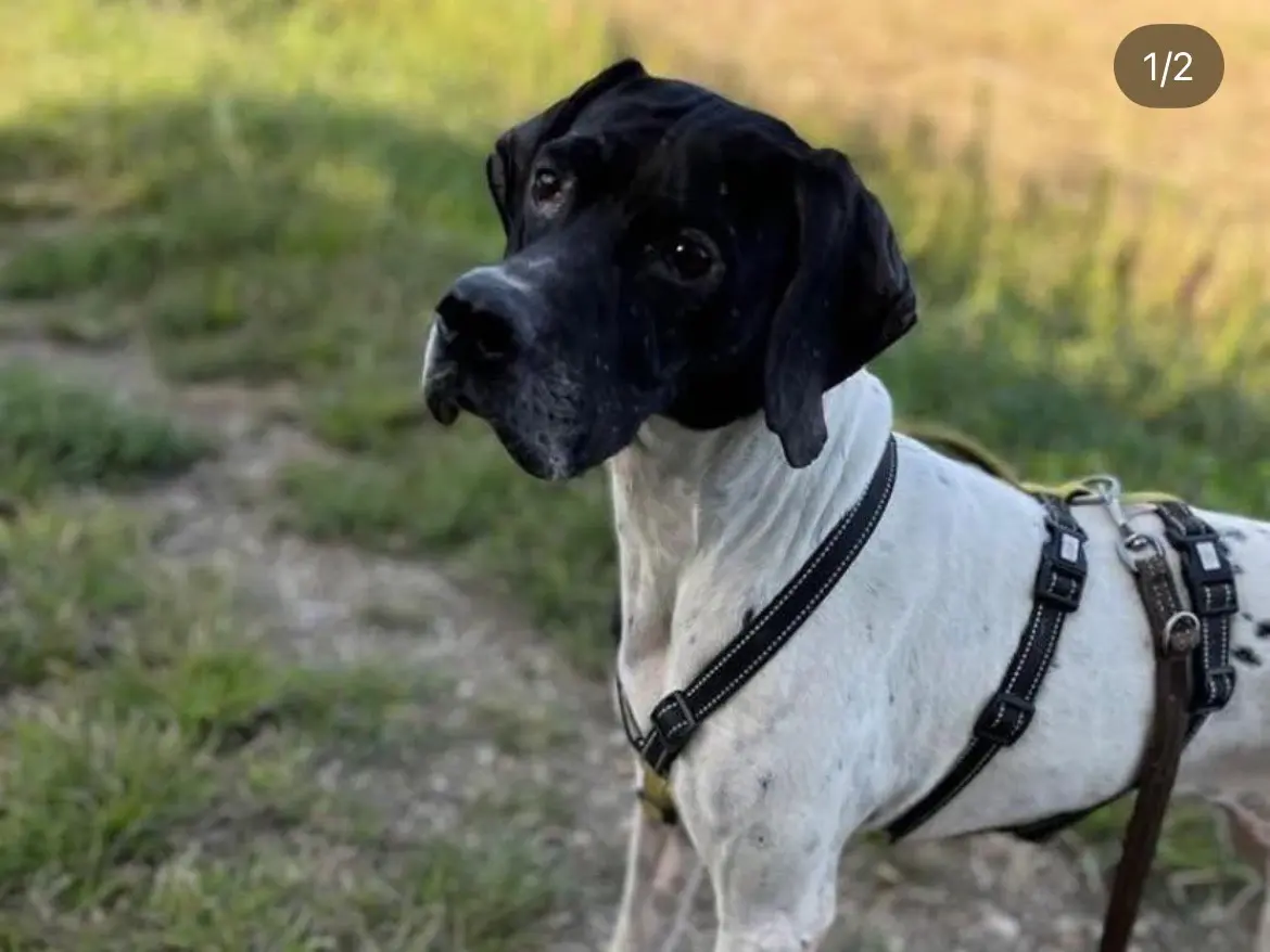 Adozione cane, femmina, Pointer Razza sconosciuta, 5 anni e 9 mesi, taglia media, Milano