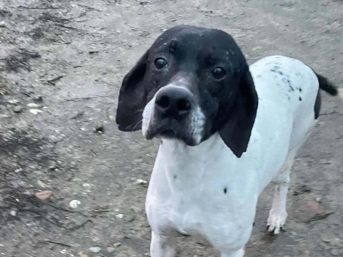 Adotta un cane, taglia media, femmina, Milano