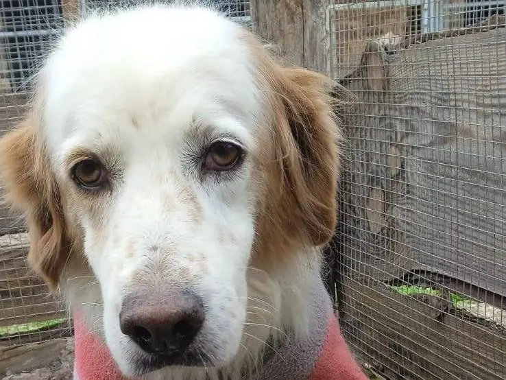 Adozione cane, maschio, Razza sconosciuta Razza sconosciuta, 5 anni e 8 mesi, taglia media, Crotone