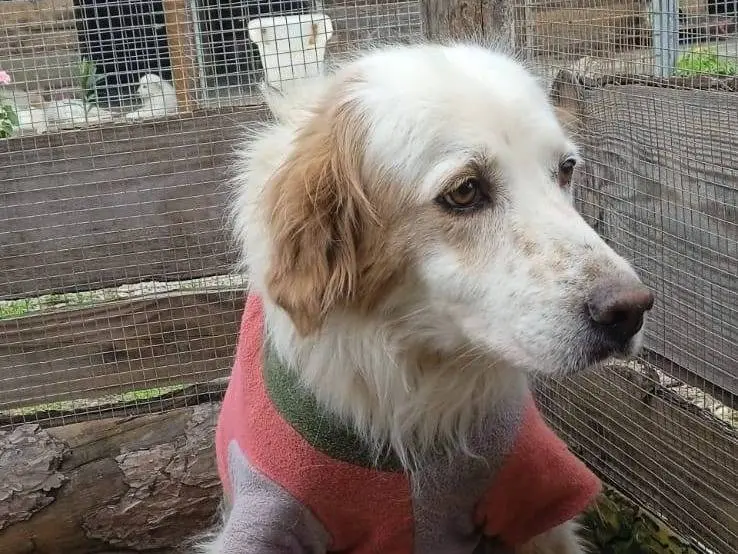 Adotta un cane, maschio, 5 anni e 8 mesi, Crotone