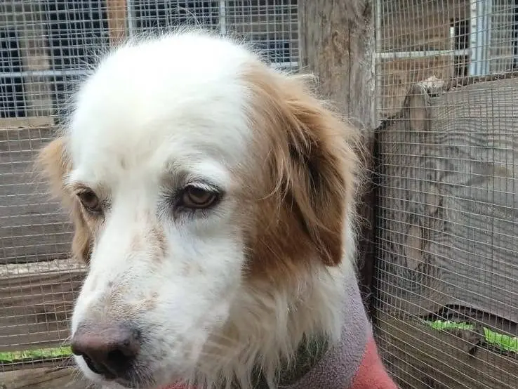 Adotta un cane, taglia media, maschio, Crotone