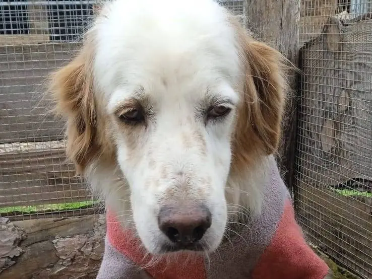 Adotta il cane NONNO FEFE a Crotone