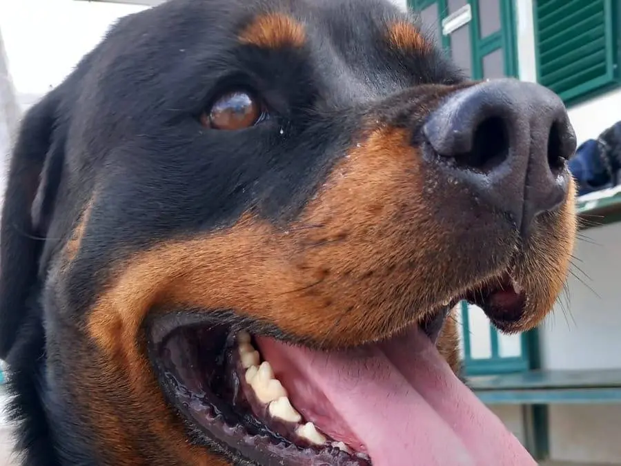 Vuoi adottare un cane a Napoli?