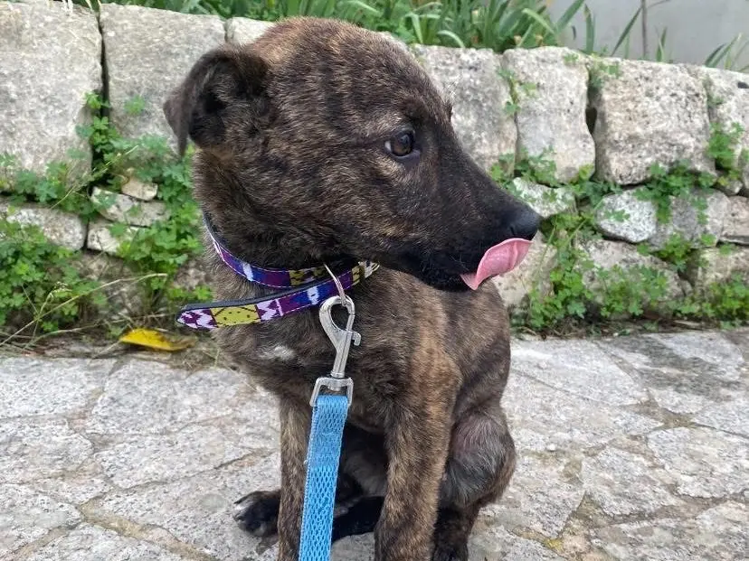 Adotta un cane, maschio, 2 anni, Ragusa