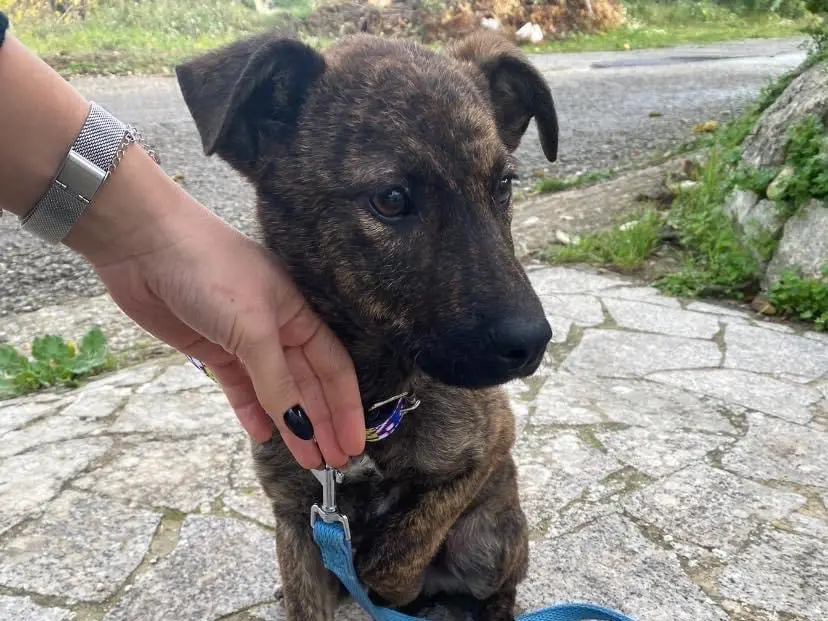Adozione cane, maschio, Razza sconosciuta Razza sconosciuta, 2 anni, taglia media, Ragusa