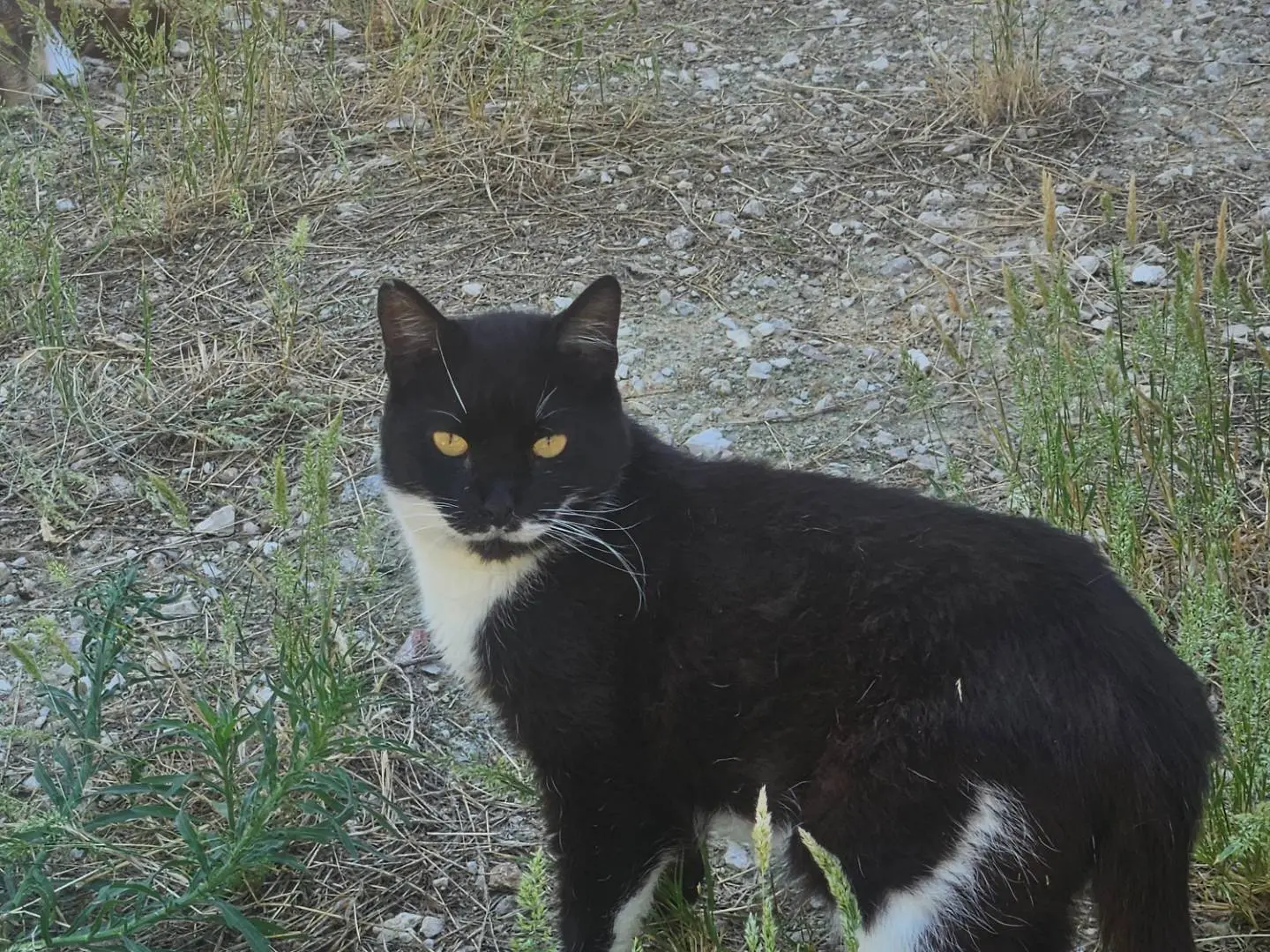 Foto 1 dell'animale