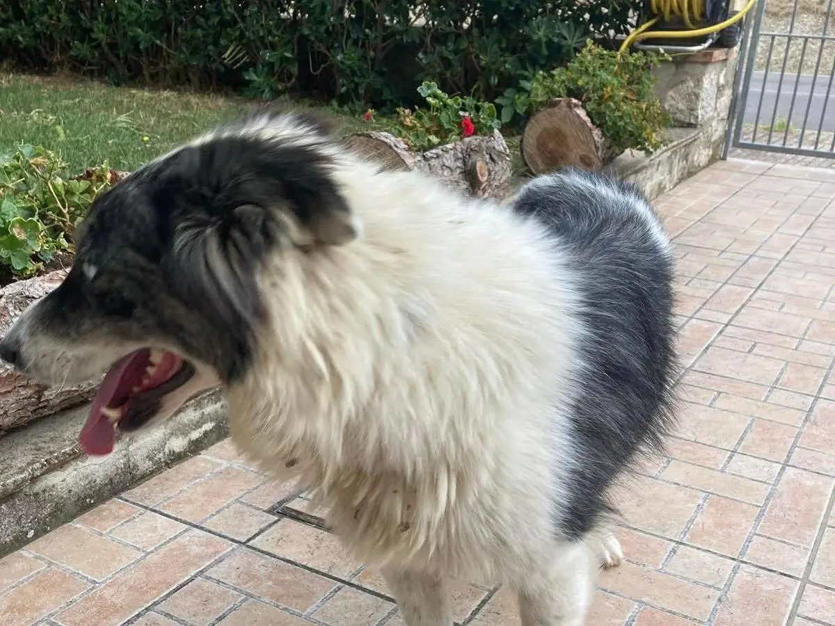 Foto 2 dell'animale