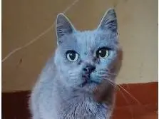 Adotta un gatto, femmina, 2 anni e 9 mesi, Roma