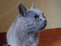 Adozione gatto, femmina, Razza sconosciuta Razza sconosciuta, 2 anni e 9 mesi, taglia non valida, Roma