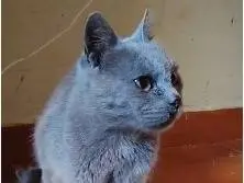 Vuoi adottare un gatto a Roma?