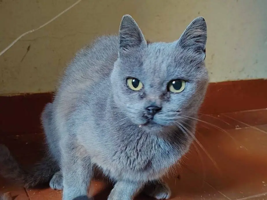 Adotta un gatto, taglia non valida, femmina, Roma