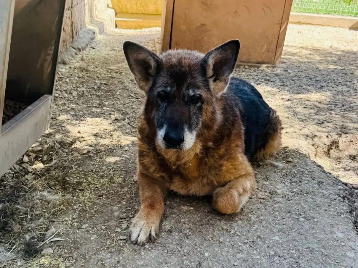 Adotta un cane, taglia grande, femmina, Matera