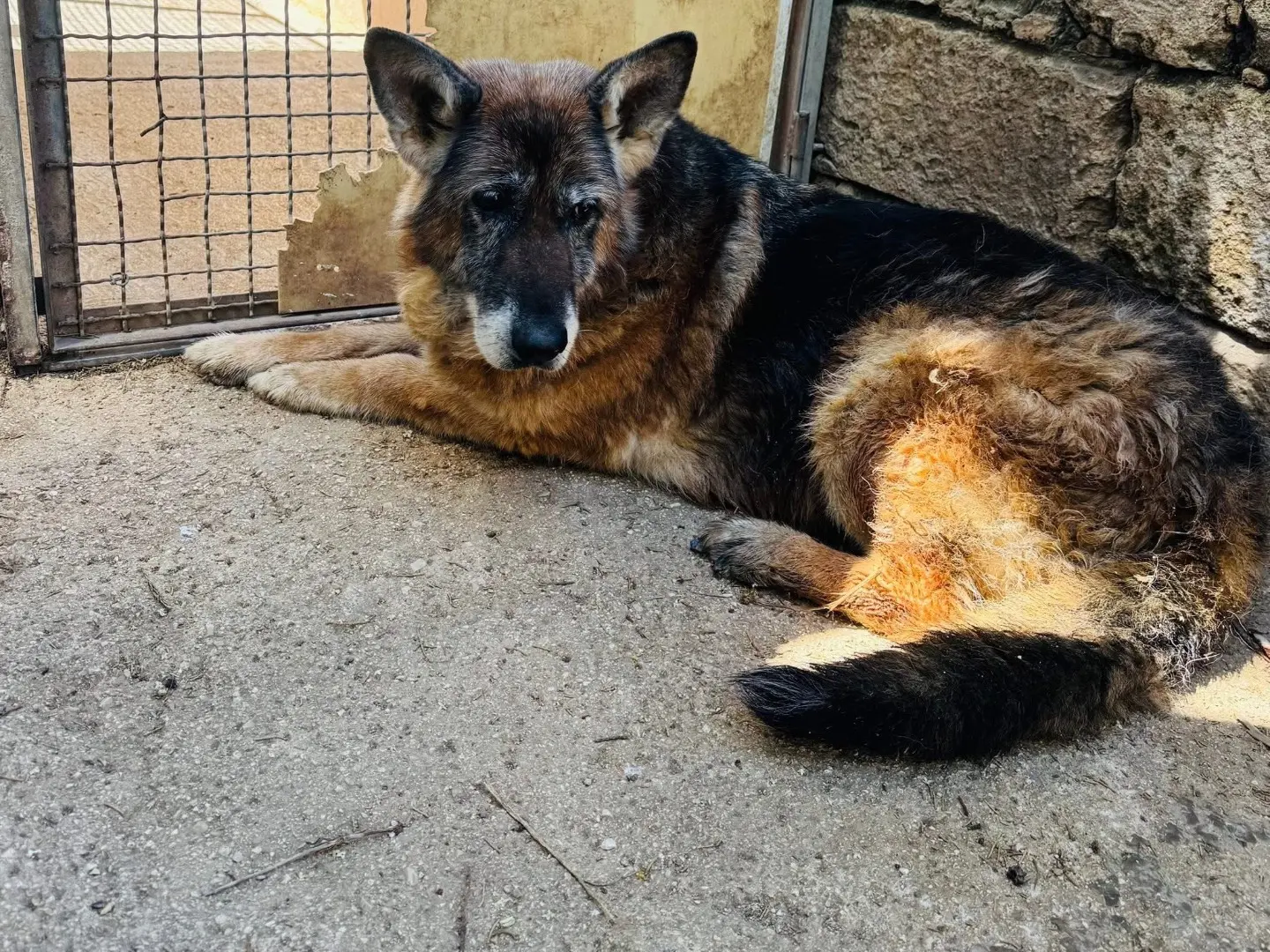 Adozione cane, femmina, Pastore tedesco Razza sconosciuta, 10 anni e 4 mesi, taglia grande, Matera