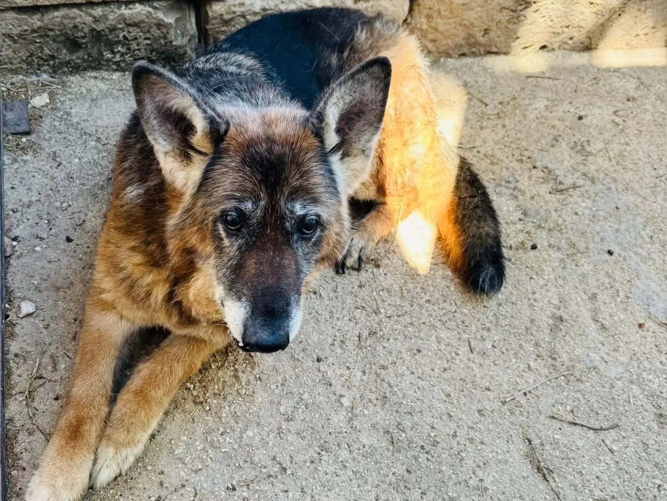 Adotta un cane, femmina, 10 anni e 4 mesi, Matera