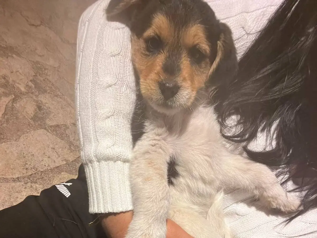 Adotta un cane, maschio, 2 mesi, Campobasso
