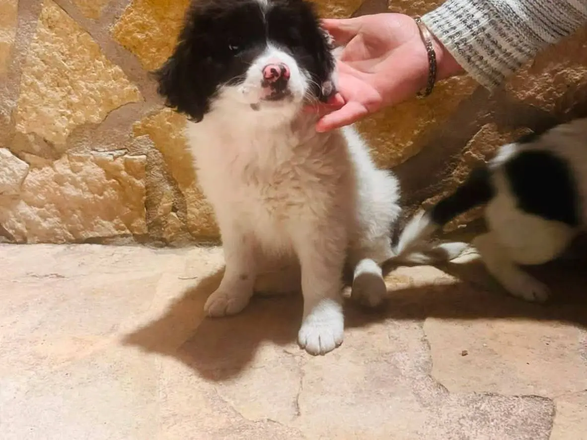 Adotta un cane, taglia media contenuta, maschio, Campobasso