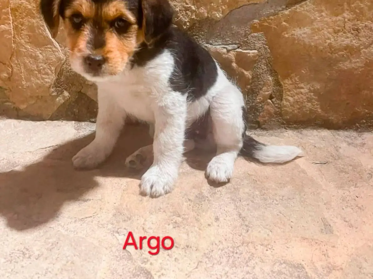 Adozione cane, maschio, Razza sconosciuta Razza sconosciuta, 2 mesi, taglia media contenuta, Campobasso
