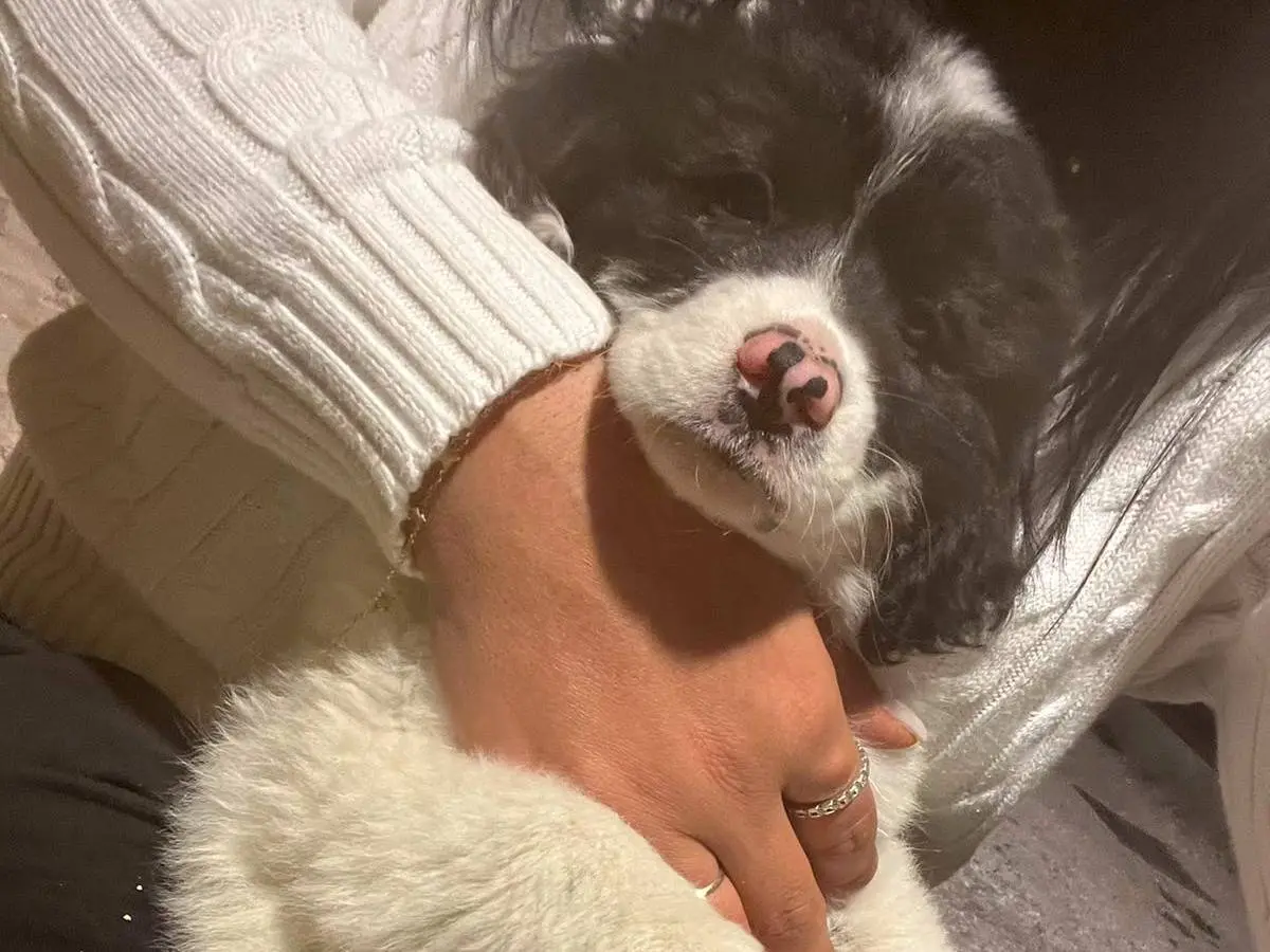 Vuoi adottare un cane a Campobasso?