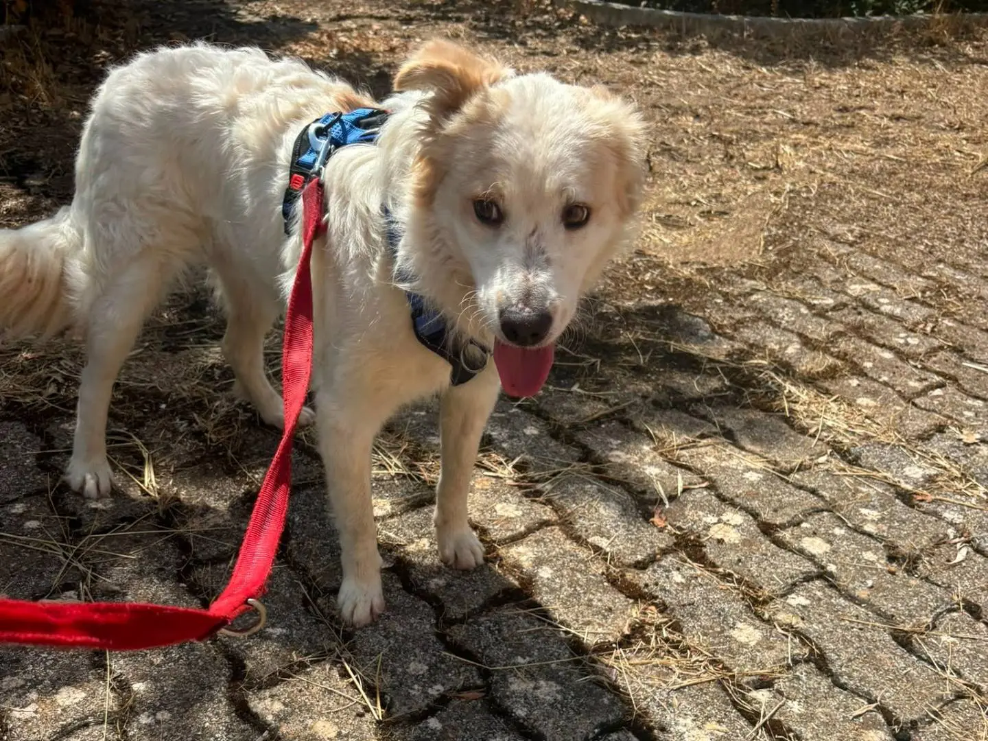 Adozione cane, maschio, Razza sconosciuta Razza sconosciuta, 2 mesi, taglia media, Bari