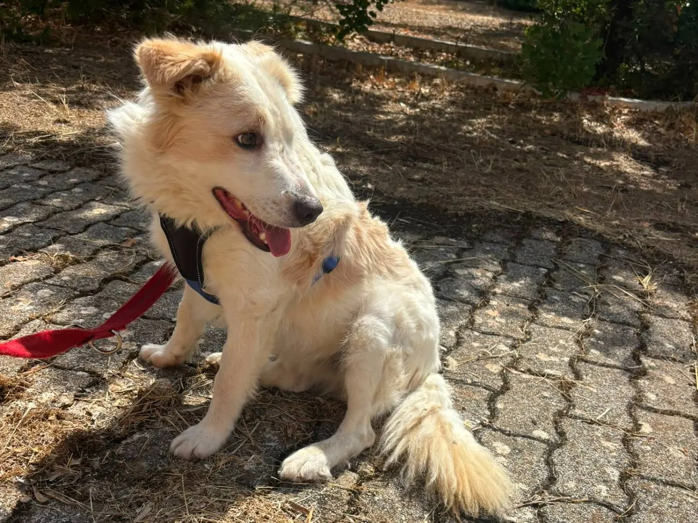 Adotta un cane, maschio, 2 mesi, Bari
