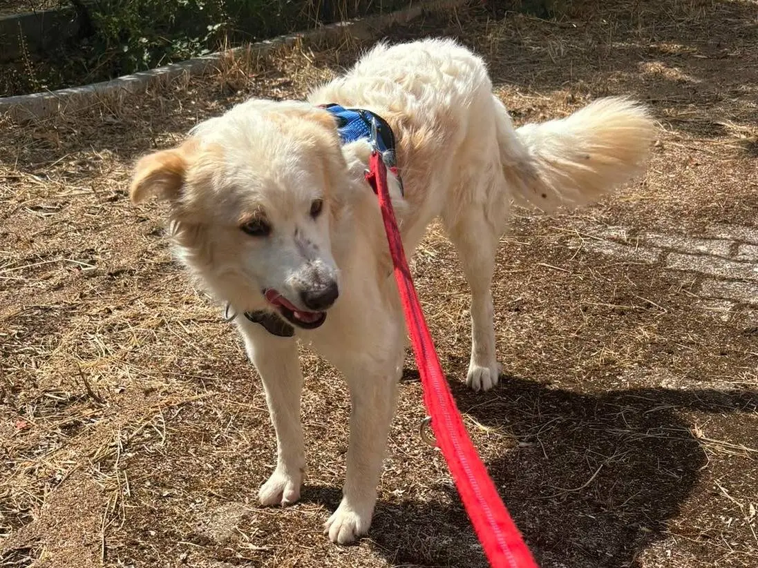 Adotta un cane, taglia media, maschio, Bari