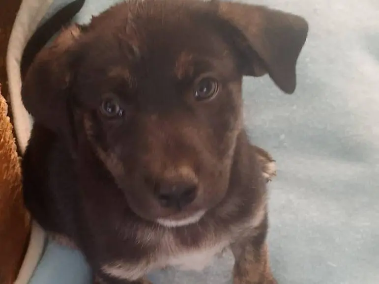 Adozione cane, maschio, Razza sconosciuta Razza sconosciuta, 2 mesi, taglia media, Cagliari