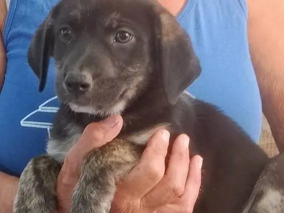 Adotta un cane, maschio, 2 mesi, Cagliari