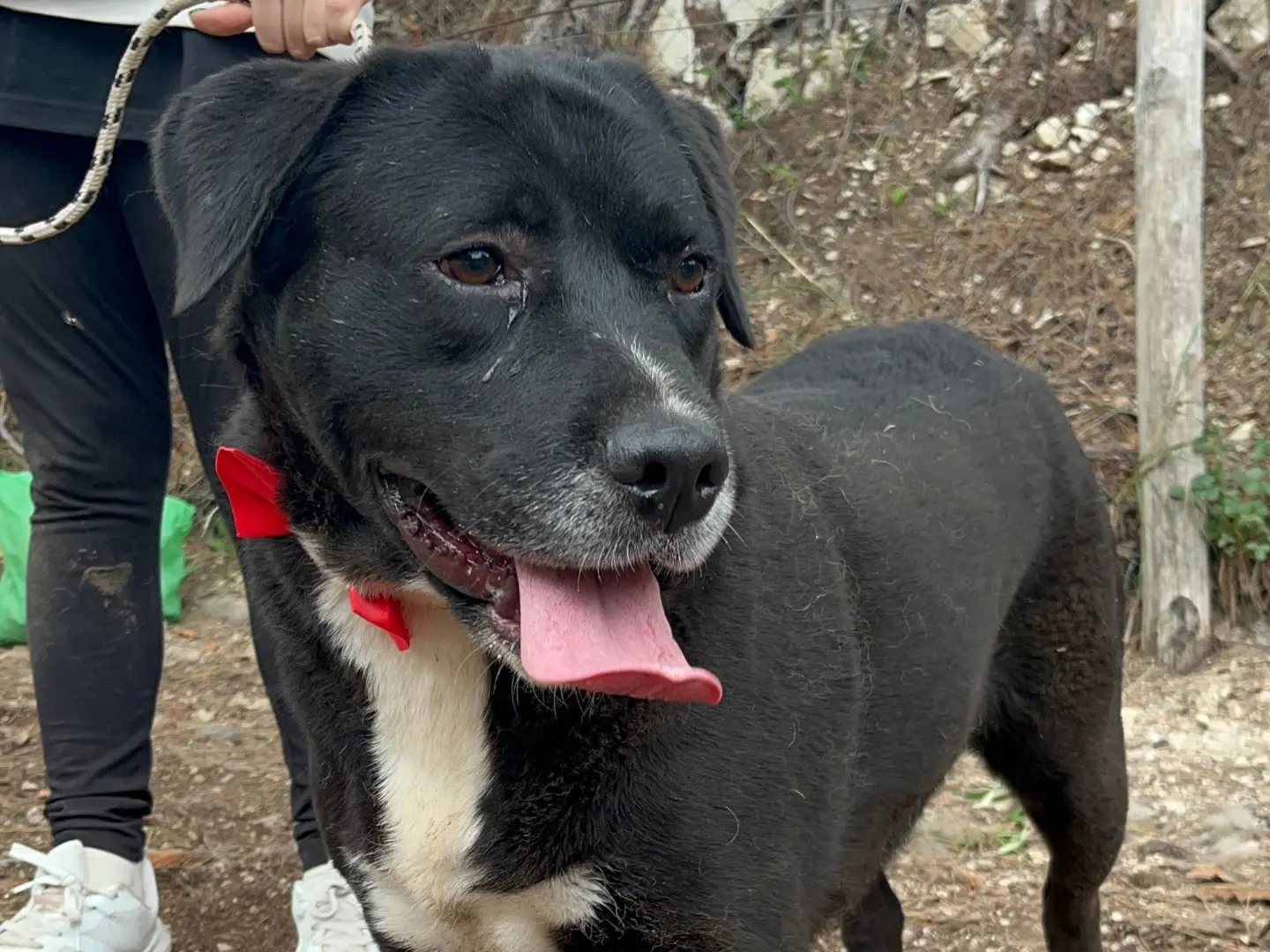 Adozione cane, maschio, Razza sconosciuta Razza sconosciuta, 3 anni e 3 mesi, taglia media, Latina