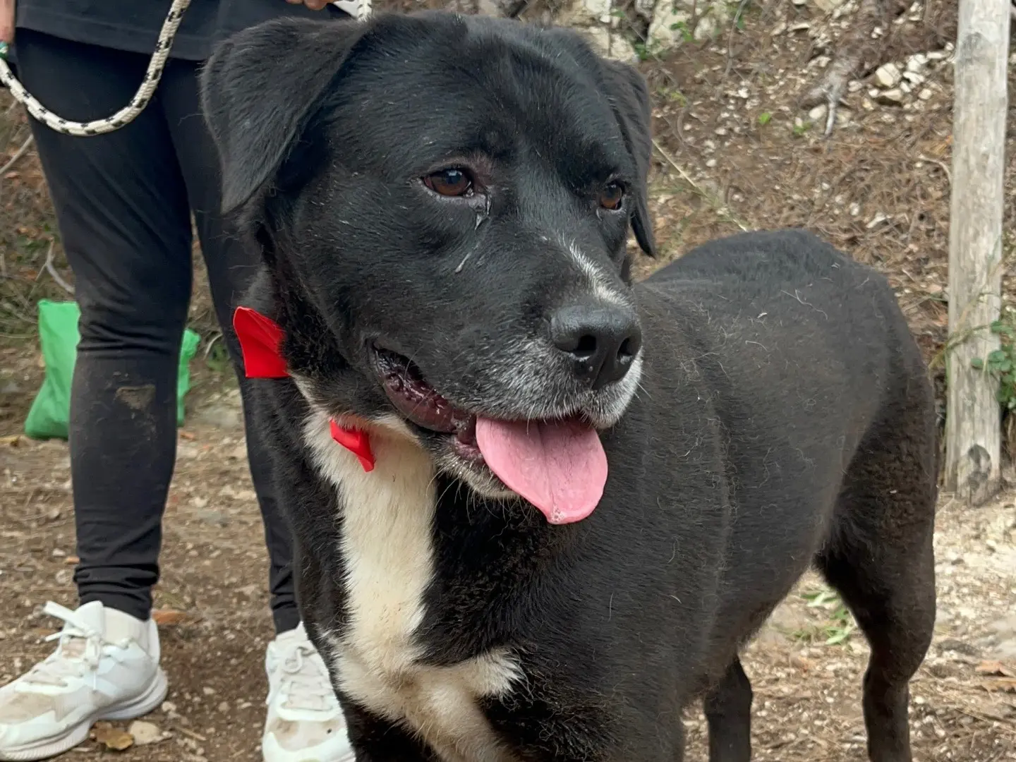 Adotta il cane Pablo a Latina