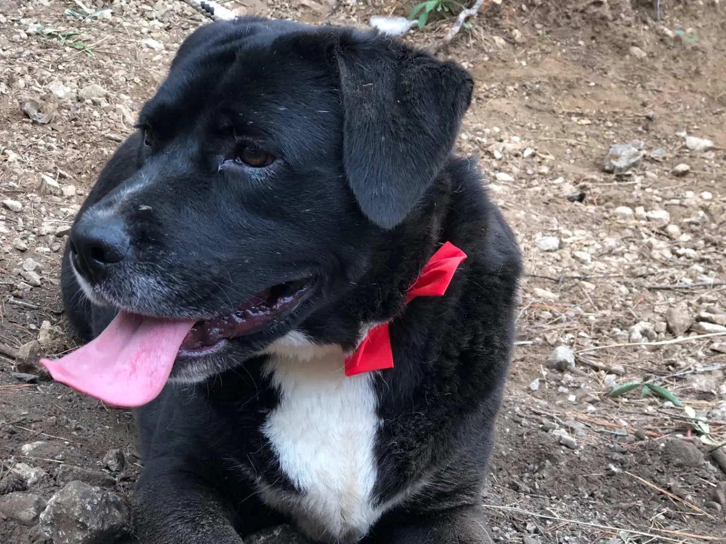 Adotta un cane, maschio, 3 anni e 3 mesi, Latina