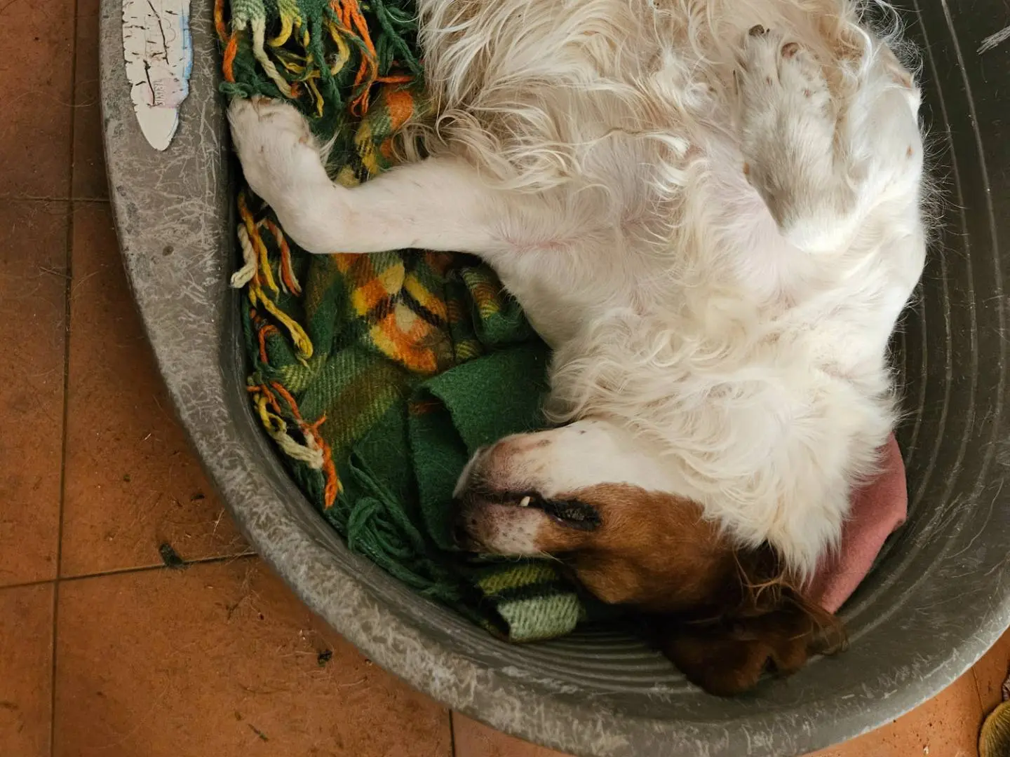 Adozione cane, maschio, Breton Razza sconosciuta, 6 anni e 7 mesi, taglia media, Roma