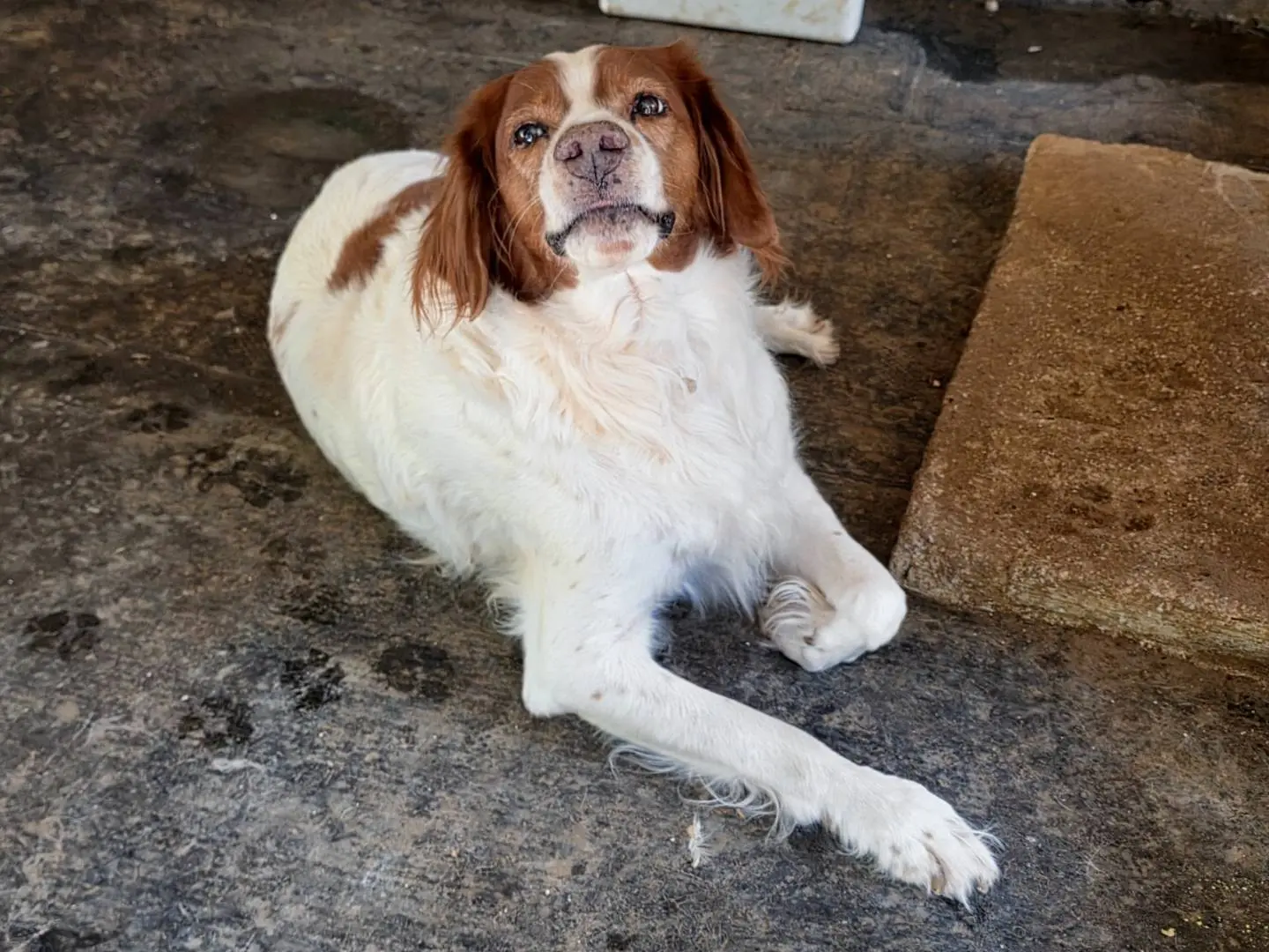 Adotta un cane, taglia media, maschio, Roma