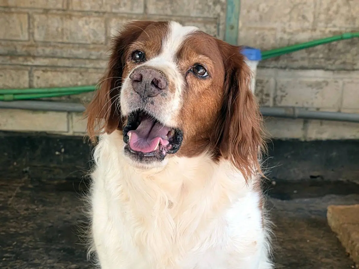 Adotta un cane, maschio, 6 anni e 7 mesi, Roma