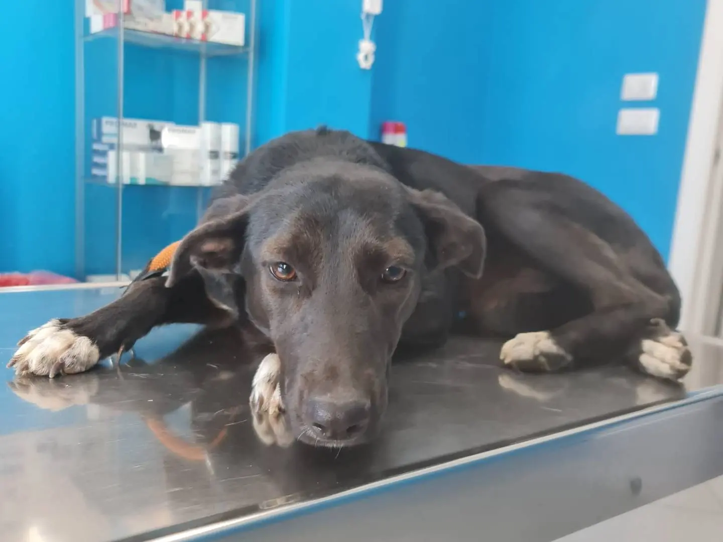 Vuoi adottare un cane a Salerno?