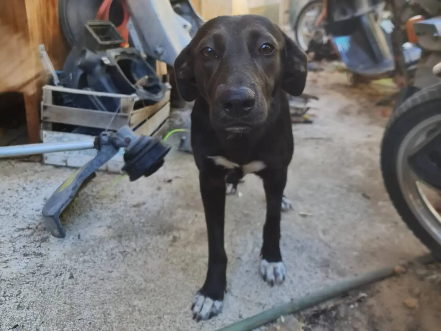 Adozione cane, femmina, Razza sconosciuta Razza sconosciuta, 3 anni e 9 mesi, taglia media contenuta, Salerno